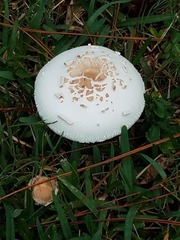 Chlorophyllum molybdites image
