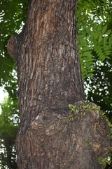 Toona sinensis