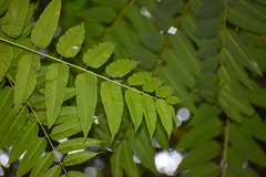 Toona sinensis