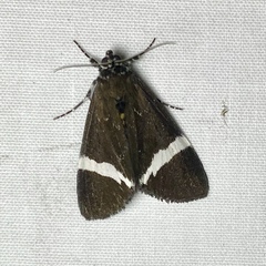 Coenotoca subaspersa