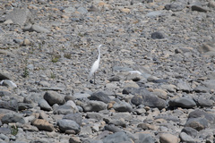 Ardea alba