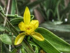 Vanilla palmarum