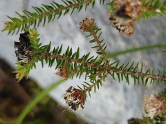 Agathosma ciliaris