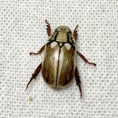 Anoplognathus abnormis