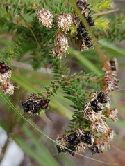 Agathosma ciliaris
