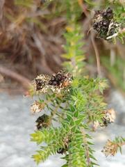 Agathosma ciliaris