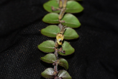 Andrographis serpyllifolia