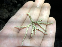 Calliarthron tuberculosum