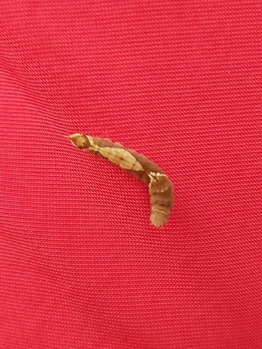 Oak Hook-tip, 7475 Markelo, Nederland, photo 6 of 10