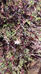 Pelargonium laevigatum laevigatum