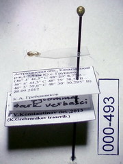 Campylomma diversicorne