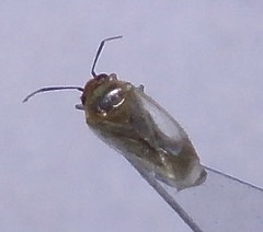 Campylomma diversicorne