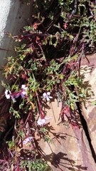 Pelargonium laevigatum laevigatum