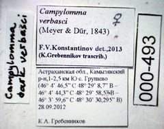 Campylomma diversicorne