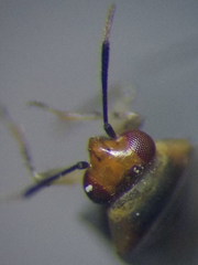 Campylomma diversicorne
