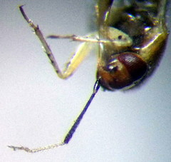 Campylomma diversicorne