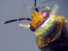 Campylomma diversicorne
