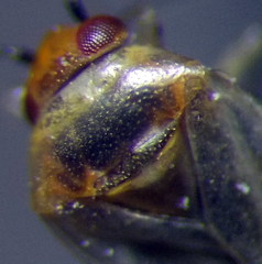 Campylomma diversicorne