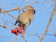 Bombycilla garrulus