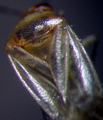 Campylomma diversicorne