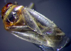 Campylomma diversicorne