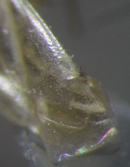 Campylomma diversicorne