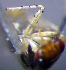 Campylomma diversicorne