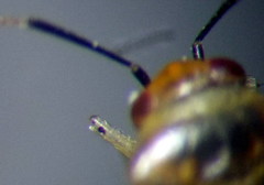 Campylomma diversicorne