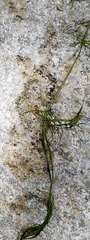 Charophyceae