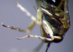 Campylomma diversicorne