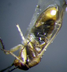 Campylomma diversicorne