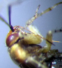 Campylomma diversicorne