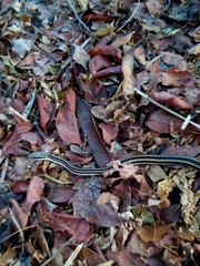 Salvadora lemniscata