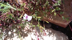 Pelargonium laevigatum laevigatum