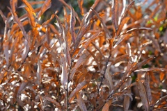 Lindera angustifolia