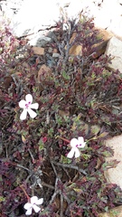 Pelargonium laevigatum laevigatum