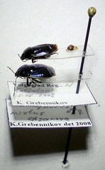 Canthophorus mixtus