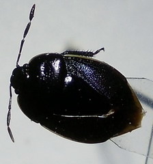Canthophorus mixtus