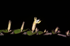 Andrographis serpyllifolia