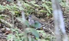 Cercotrichas signata