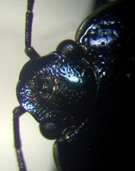 Canthophorus mixtus