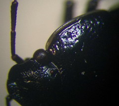 Canthophorus mixtus