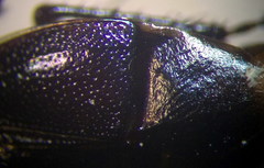 Canthophorus mixtus
