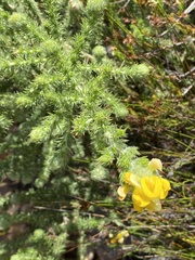 Aspalathus chenopoda