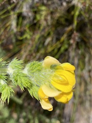 Aspalathus chenopoda