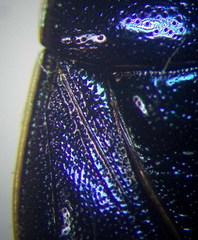 Canthophorus mixtus