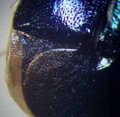 Canthophorus mixtus