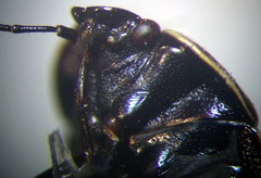 Canthophorus mixtus