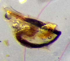 Canthophorus mixtus