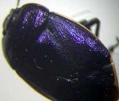 Canthophorus mixtus